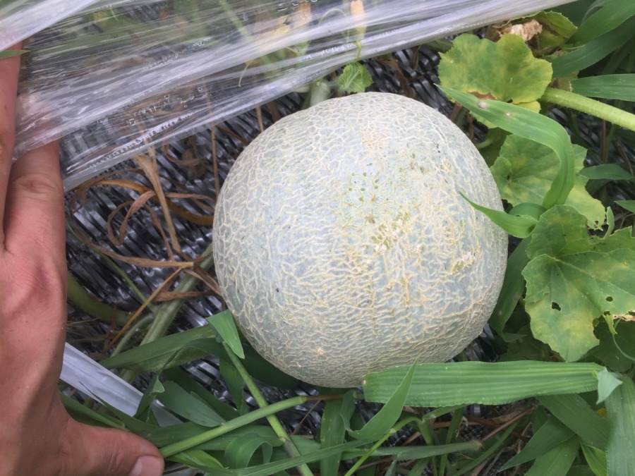 【フォト】めろんの様子。25日収穫いいかもしれません。