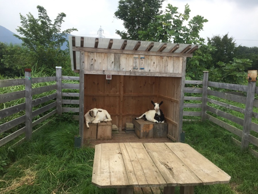 ルナです。まったり。