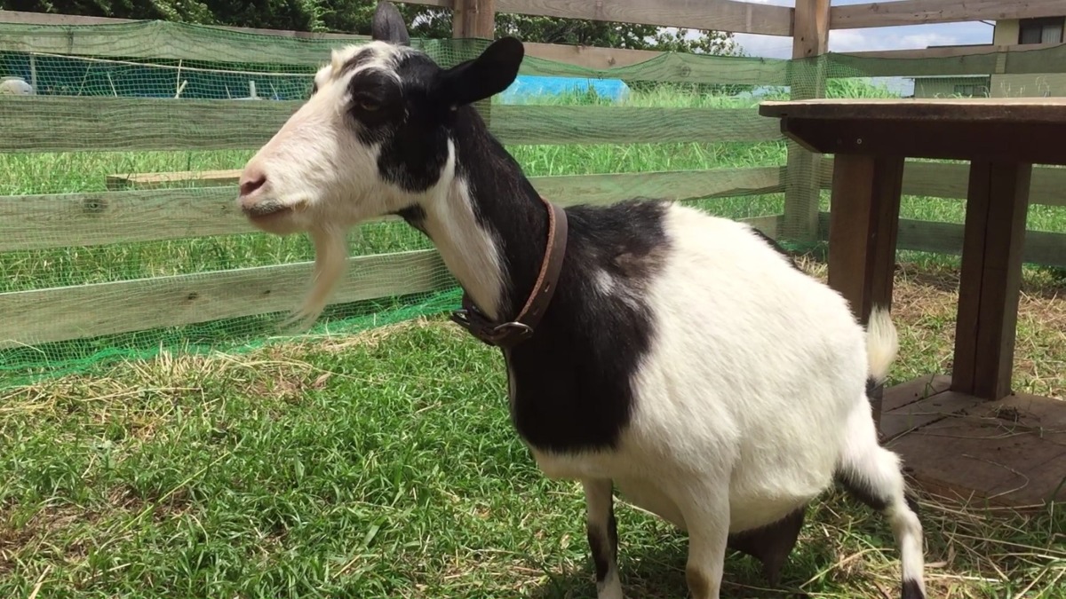 【リクエストにお応え】昔のわたしのおしっこ動画など。