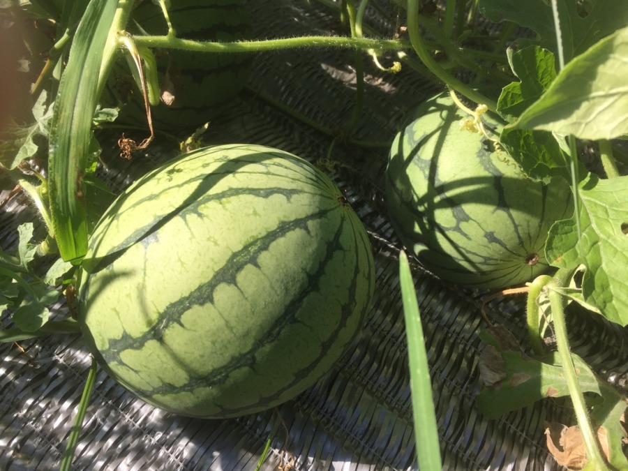 【フォト】すいかの様子。ゴロゴロごろ。