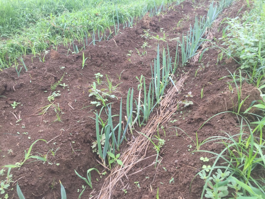 下仁田ネギの今