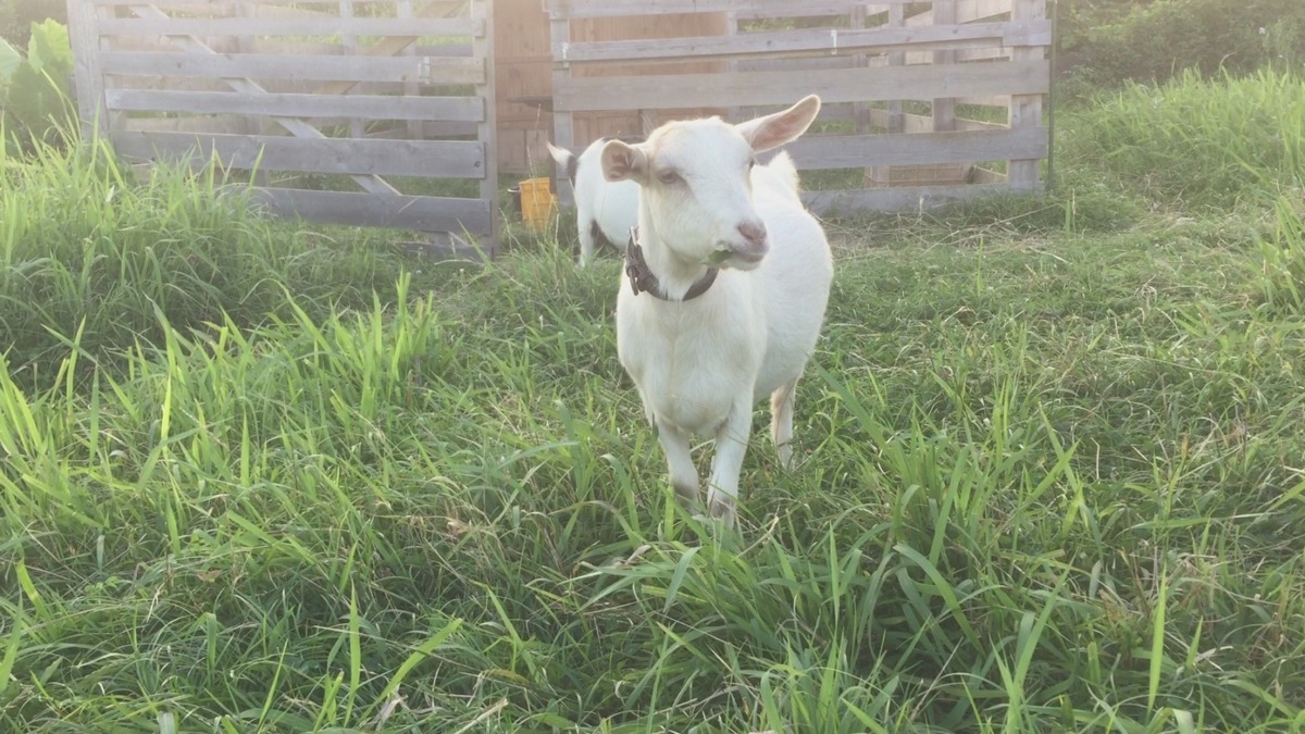 ルナです。くわえ葉っぱで夕涼み散歩。