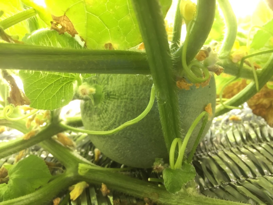 【フォト】メロンの様子。