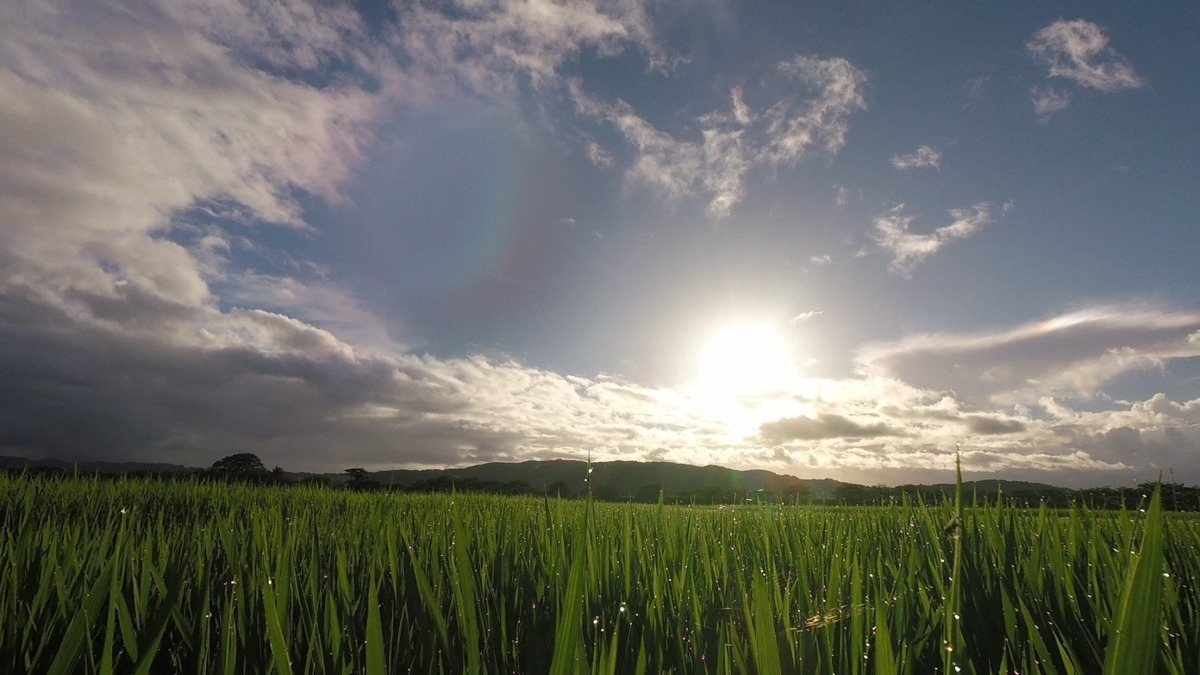 【癒し・必見・タイムラプス】田んぼの梅雨明け