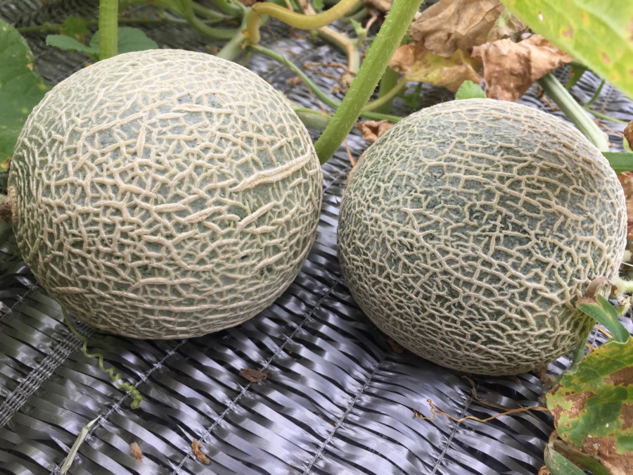 【フォト】めろんの様子。