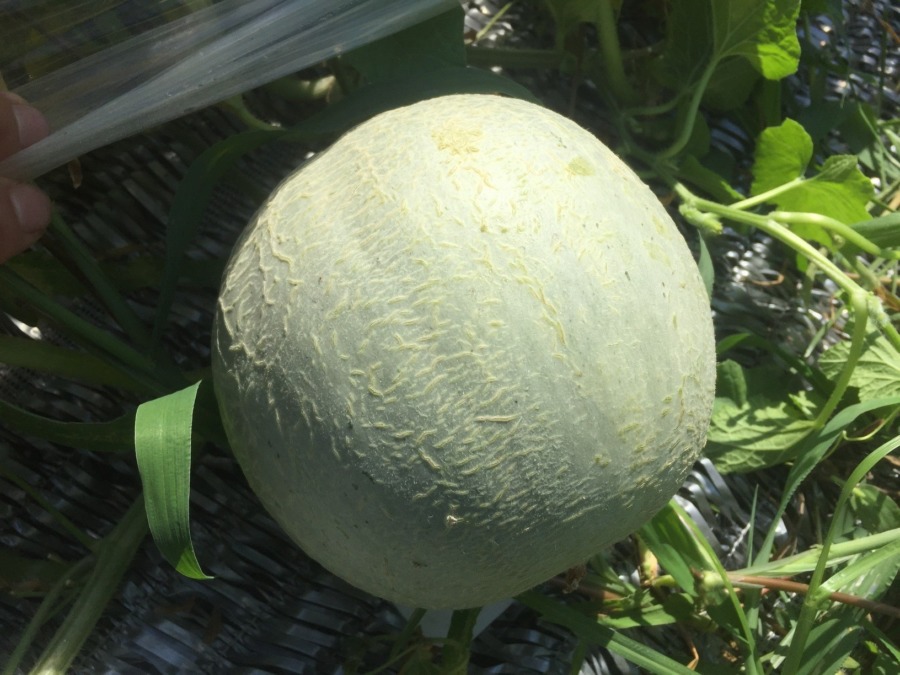 【フォト】めろんの様子。日々、ネット（網）が入っていきます。