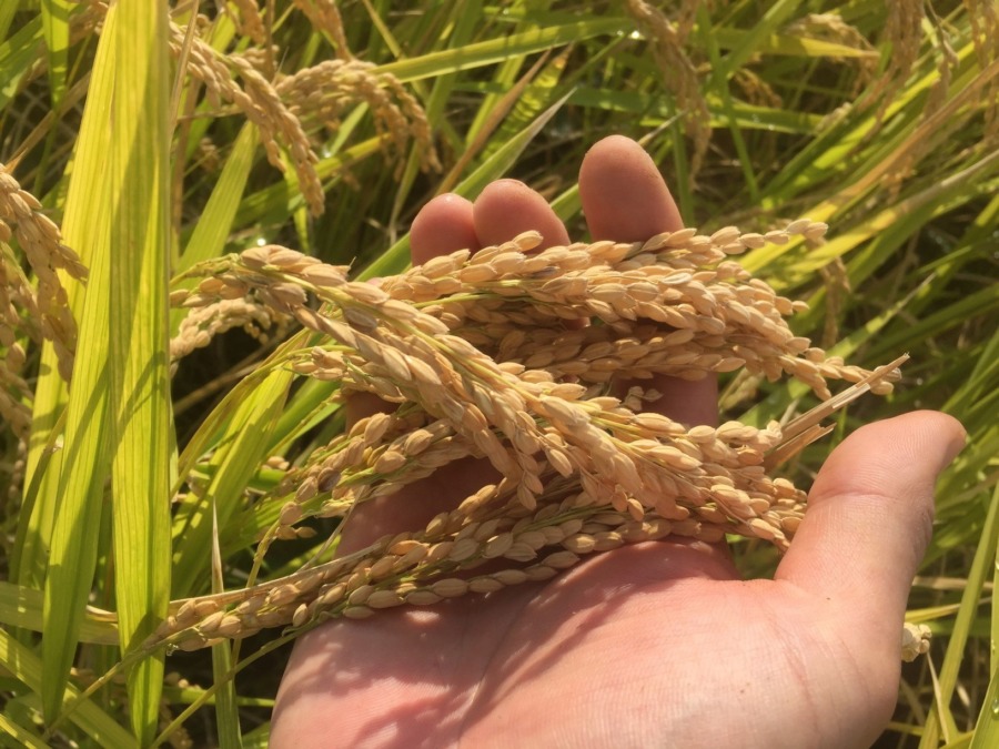 【今季二回目の稲刈り】無事終わりました！