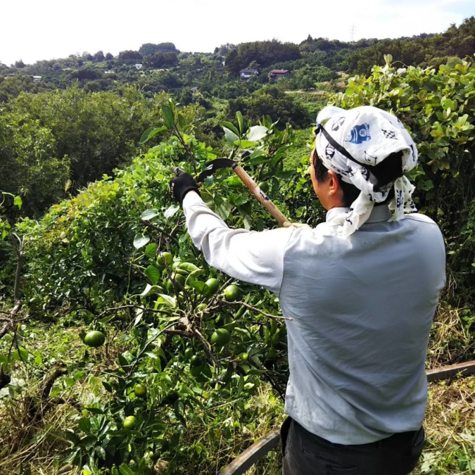 早川みかん、除草作業。