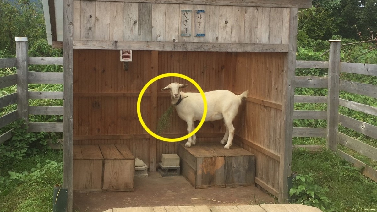 ルナの首飾り。見える？