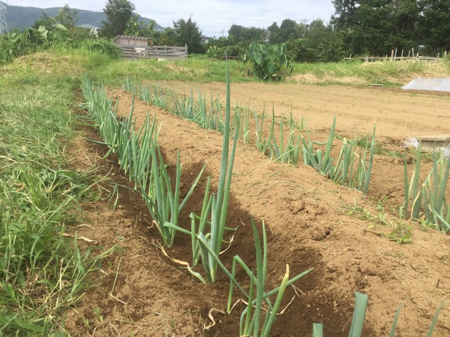 【下仁田ネギ】除草・追肥・土寄せ完了。