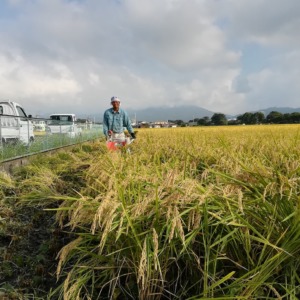 【動画実演】バインダーによる稲刈り（横から・上から）
