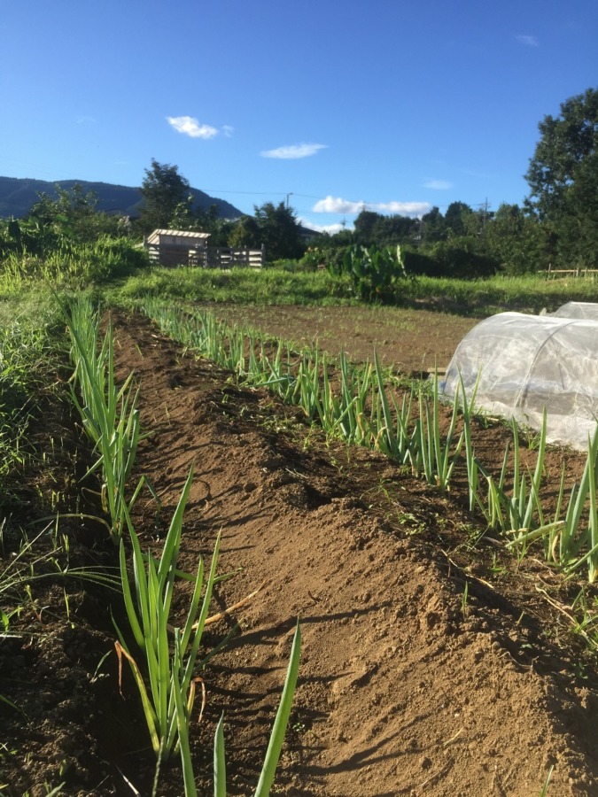 いきいきネギとやぎ小屋。