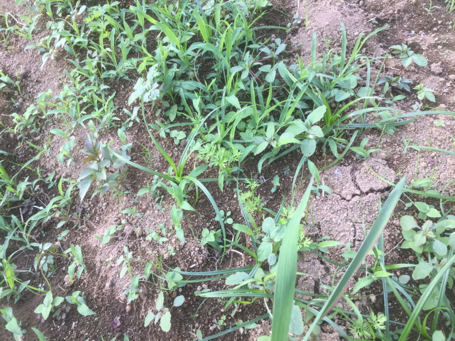 【フォト】にんじんの様子。