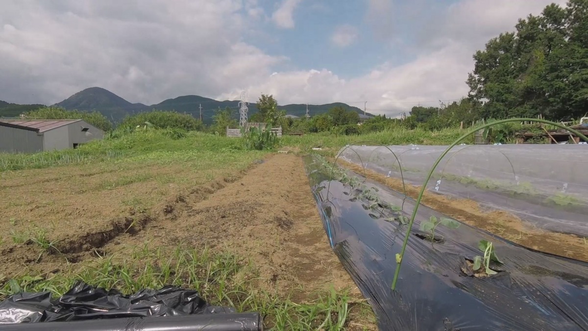 【タイムラプス♬】秋冬といえば私！ぶろっこりの苗植え。
