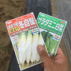 【タイムラプス♬】大根種まき。ミニ白菜そのほかと一緒に。