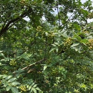 山椒のプチ知識