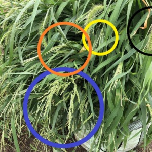 【青草クイズ】難易度４（激ムズ）