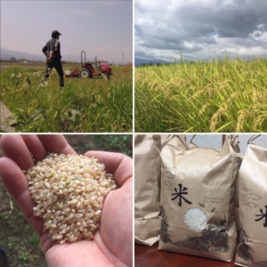 【完売御礼】自信あり！あしがら平野の新米（農薬不使用）