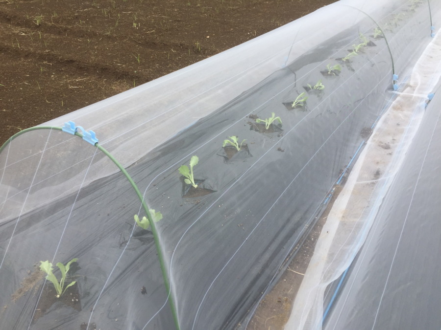 【タイムラプス♫】レタスの定植。