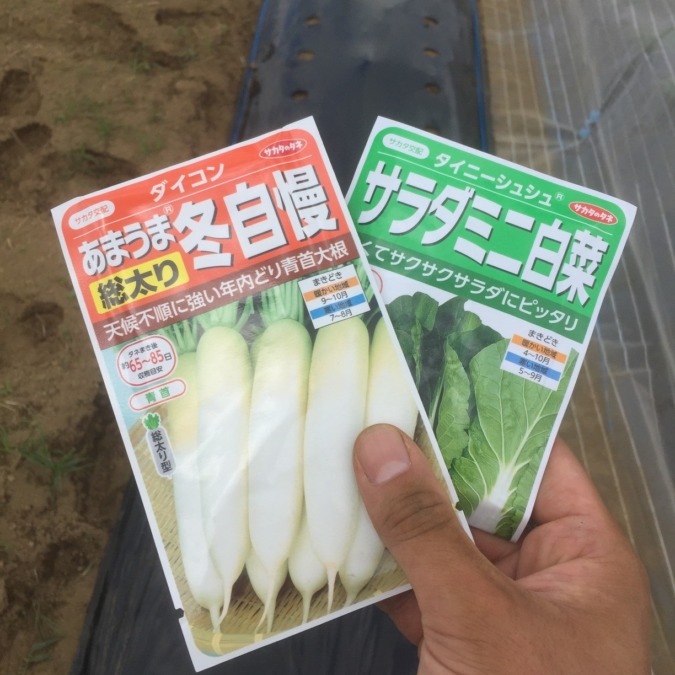 【タイムラプス♬】大根種まき。ミニ白菜そのほかと一緒に。