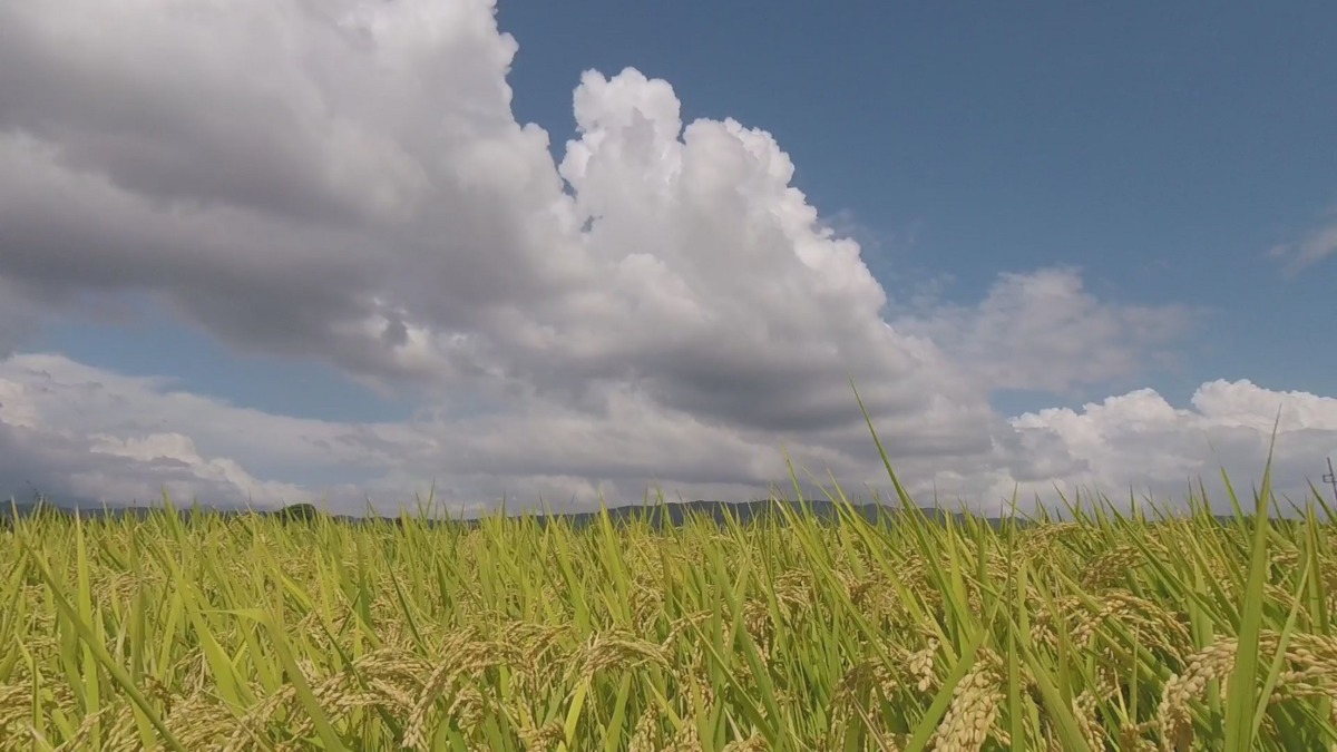 【タイムラプス】台風直前の田んぼと雲。（2019.9.8撮影）