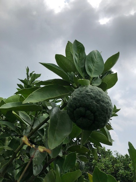 里山の鬼柚子です