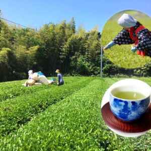 【開催御礼】11月9日（土）｜茶畑で整枝＆美味しく淹れる！名産地足柄で茶畑体験