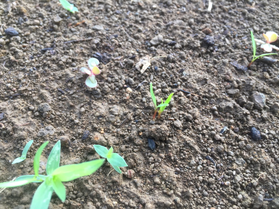 【フォト】にんじんの様子。