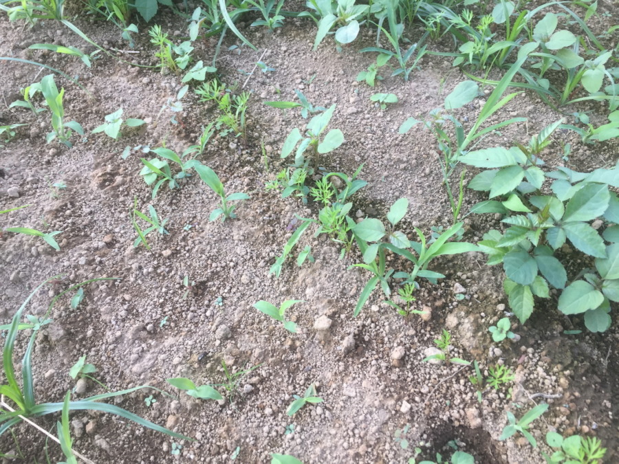 【フォト】にんじんの様子。