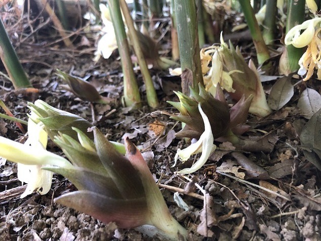 土の中からニョキ！