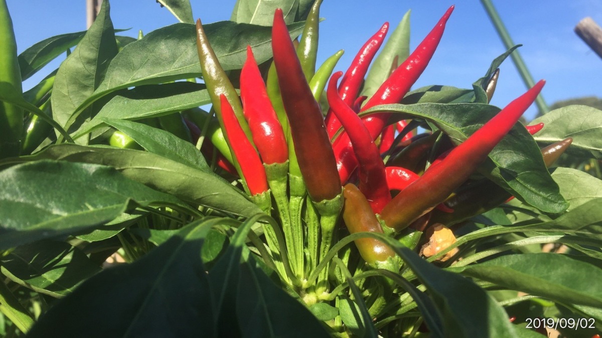 これな～んだ？