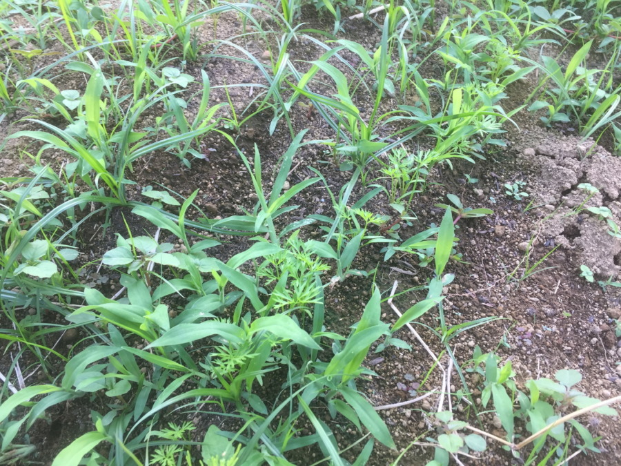 【フォト】にんじんの様子。