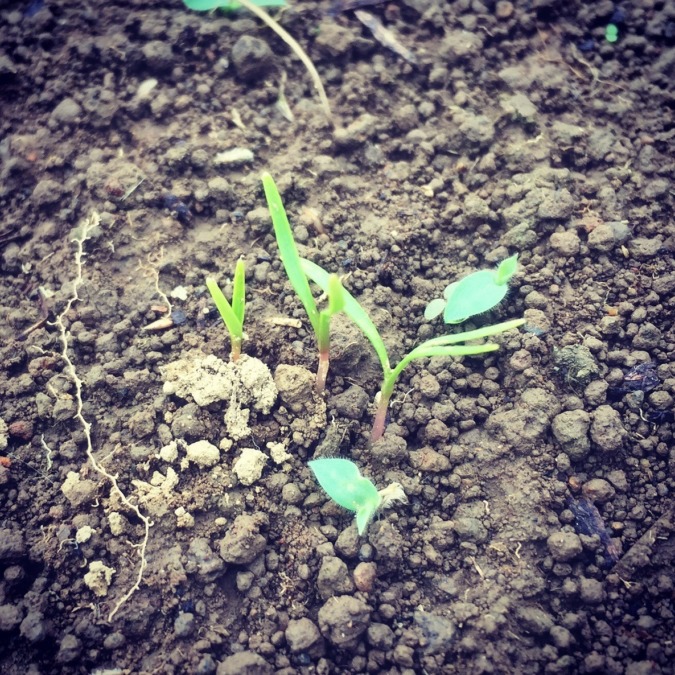 にんじん発芽！