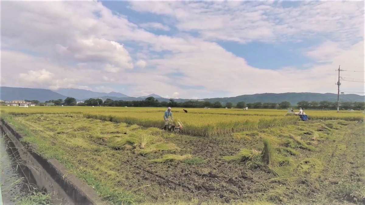 【タイムラプス♫】必見。稲刈りの一日を5分でどうぞ。