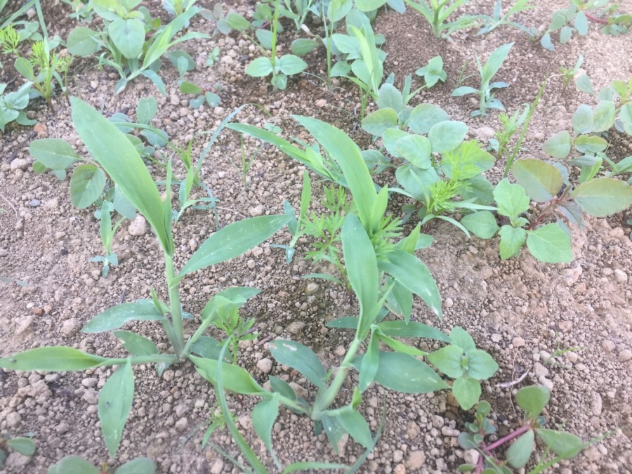 【フォト】にんじんの様子。