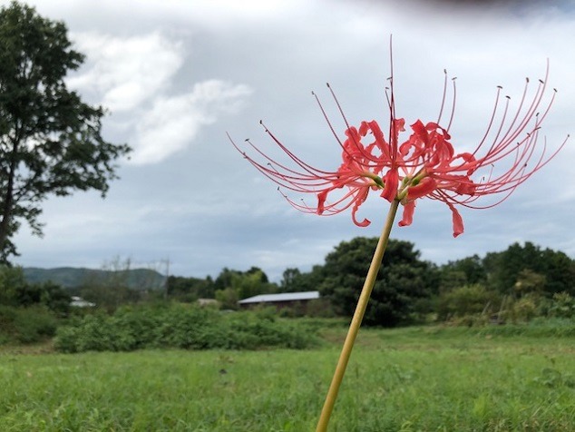 人里に咲く彼岸花