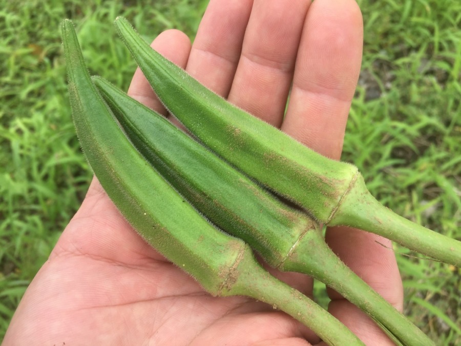 【オクラ】このくらいの大きさが柔らくて美味しい。