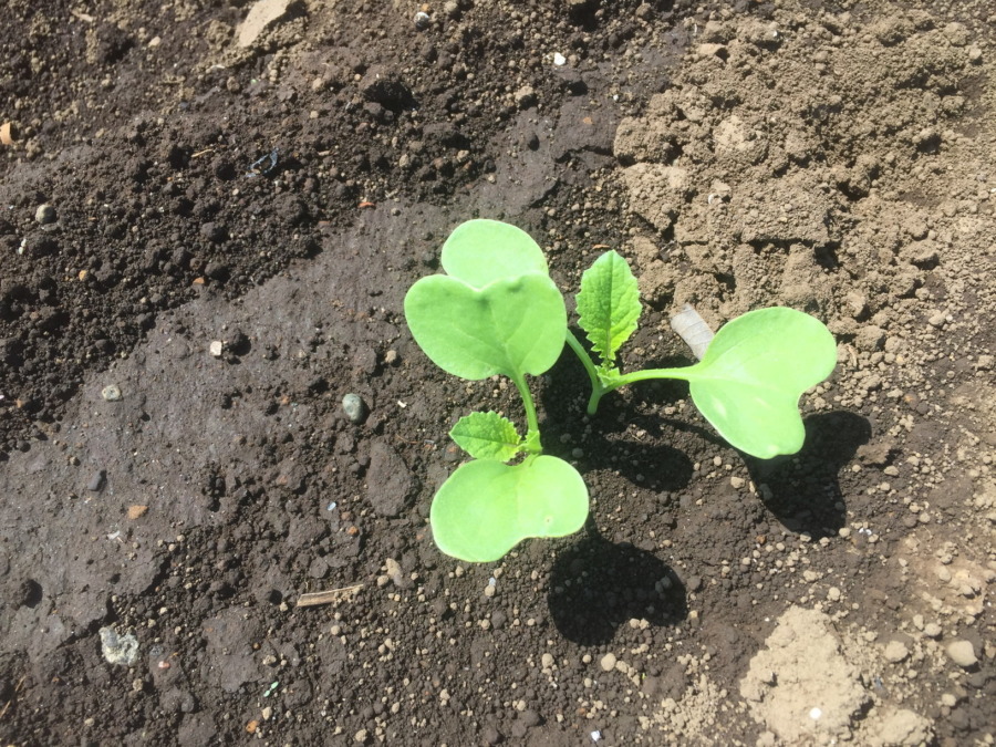 みうら大根ベイビ。発芽してすくすく。