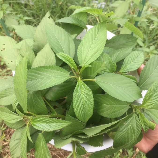 モロヘイヤ山盛り収穫。