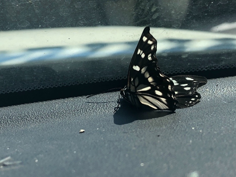 夏の終わりの胡麻斑蝶(ゴマダラチョウ)