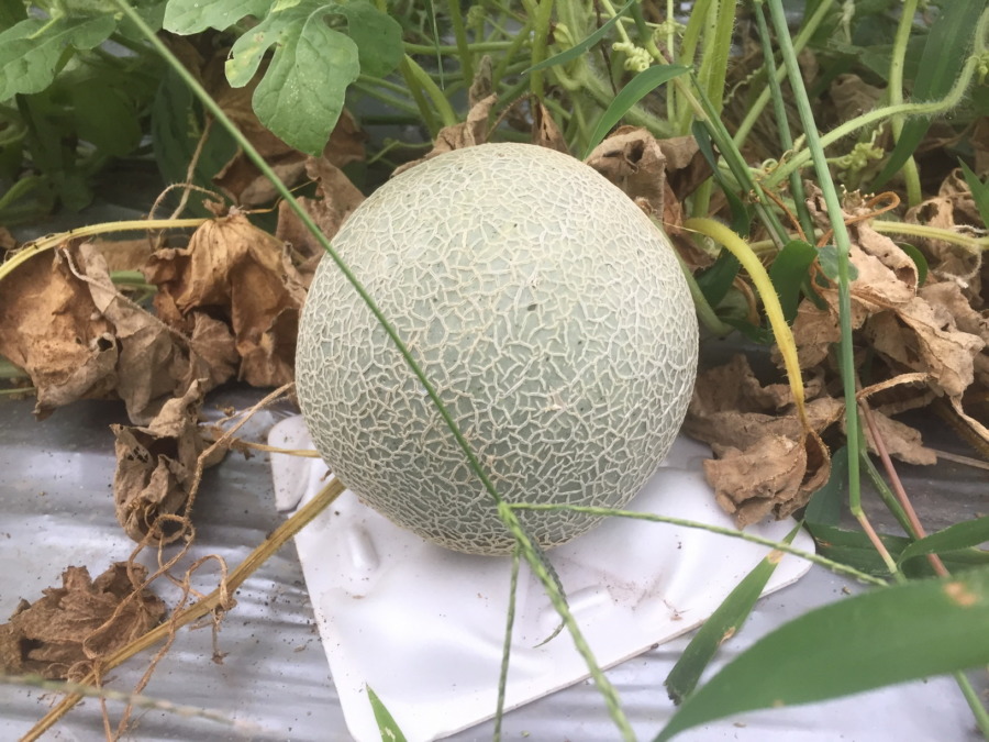 【来週、送りますね】メロンとスイカを。