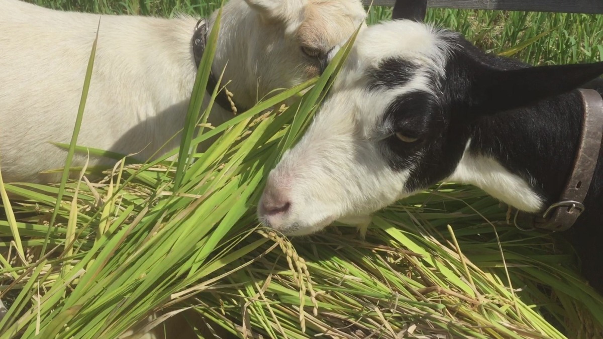 【御礼・奉納②】あしがらの畑の神（！？）たちへ。