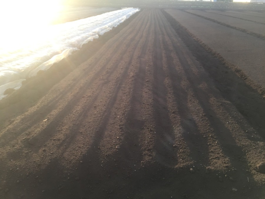 そして秋冬野菜の開始を告げる、「あやめ雪」の種まき。
