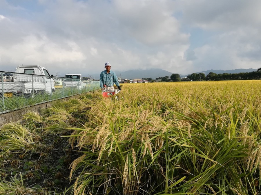 【動画実演】バインダーによる稲刈り（横から・上から）