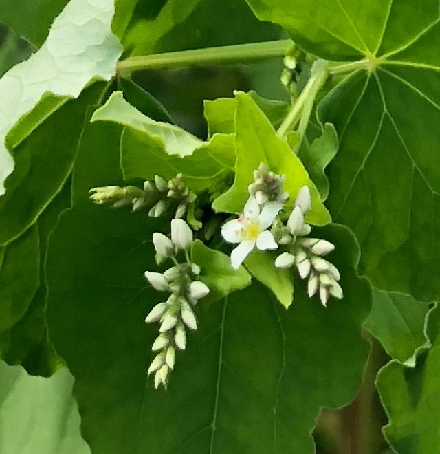 何ノ花かわかりまスか？答えはクリックしテすぐ。