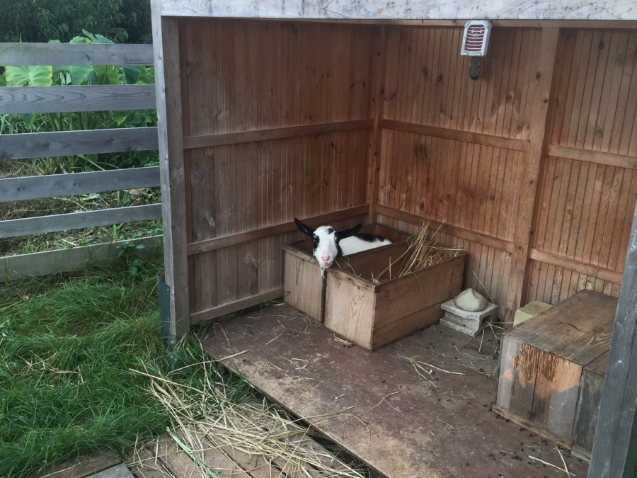 久々のボックスイン。