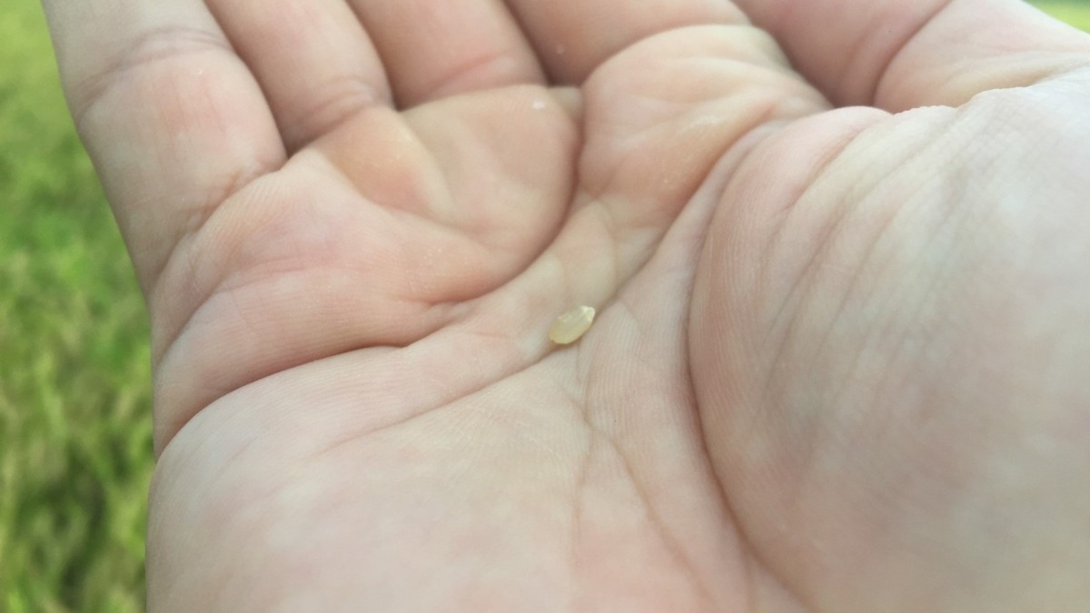 青米（あおごめ）とは？