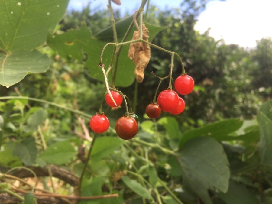 これ、何の実？＠早川みかん畑