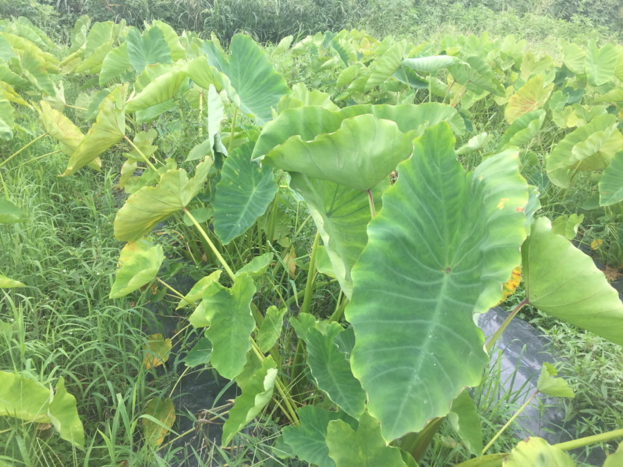 お久しぶり、里芋です。私の様子はどうかというと。