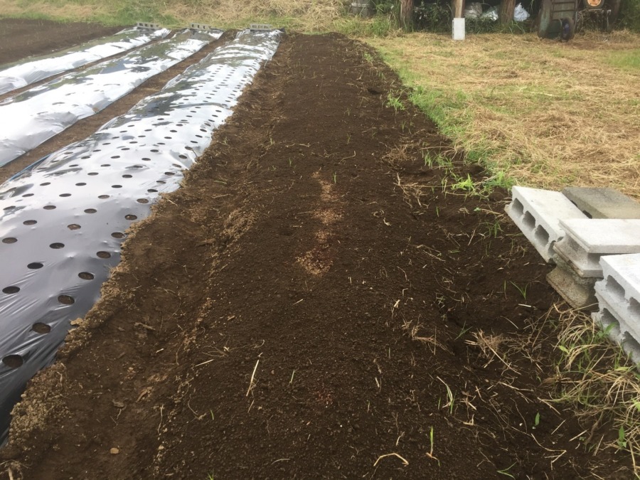 【ルナのブロックだよ】にんじん種まき準備、完。